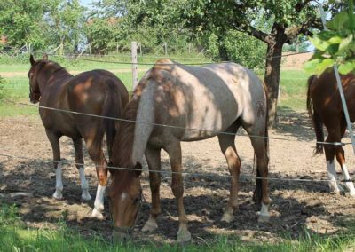 Pfrerdepension Reitstall Haghof