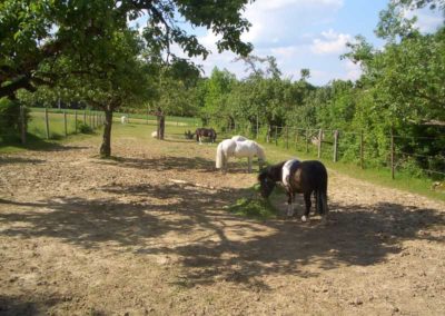 Ponys Reitstall Haghof