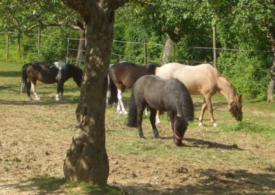 Ponys und Pferde